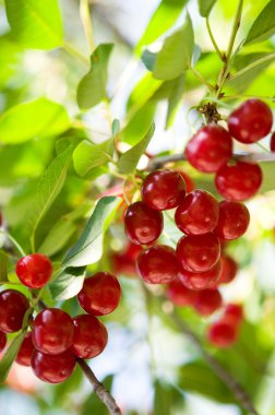 Olgun kiraz ağaçta