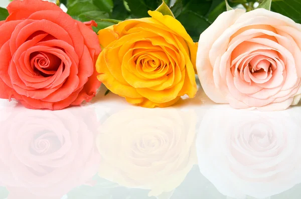 Rosas coloridas en la superficie reflectante — Foto de Stock