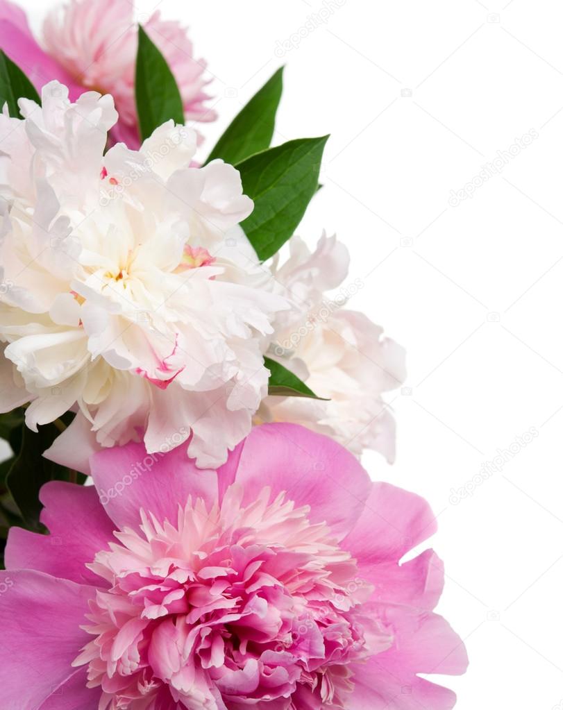 Pink and white peonies on the white background