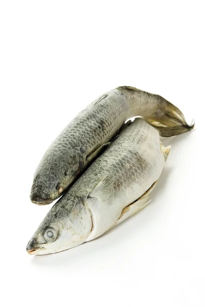 Frozen fish — Stock Photo, Image