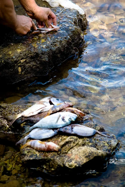 Pulizia del pesce — Foto Stock