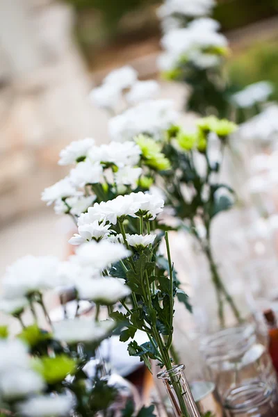 Daisy aisle — Stock Photo, Image