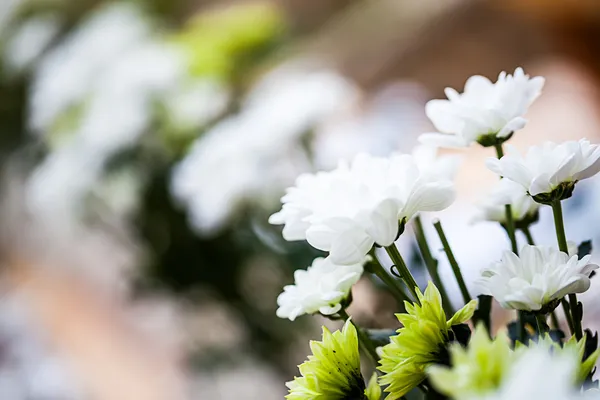 Dainty daisies — Stock Photo, Image