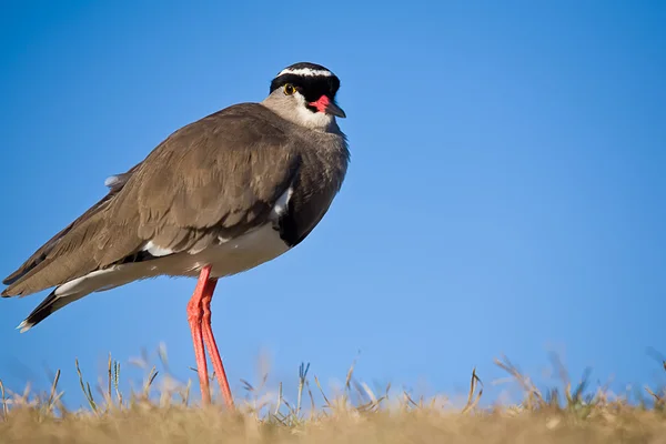 Crowned plover — Stock Photo, Image