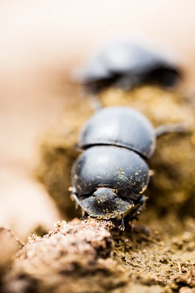 Fleißige Arbeit — Stockfoto