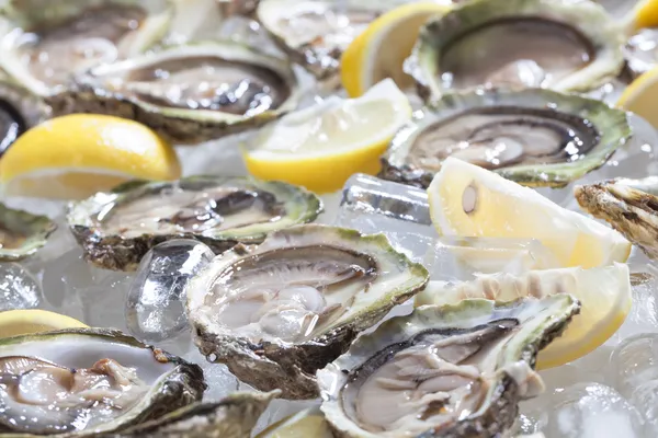 Oysters. — Stock Photo, Image