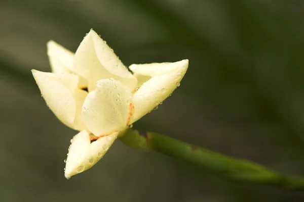 Bonita flor —  Fotos de Stock