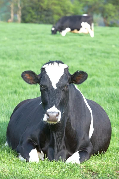 Vache au repos — Photo