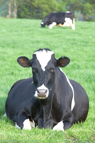 Resting Cow