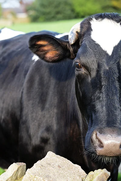 Close cow — Stock Photo, Image