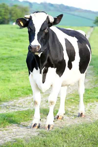 Cow in the road — Stock Photo, Image