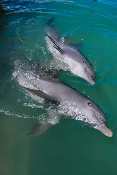 Dauphins — Photo