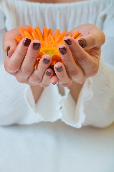 Holding a gerbera. — Stock Photo, Image