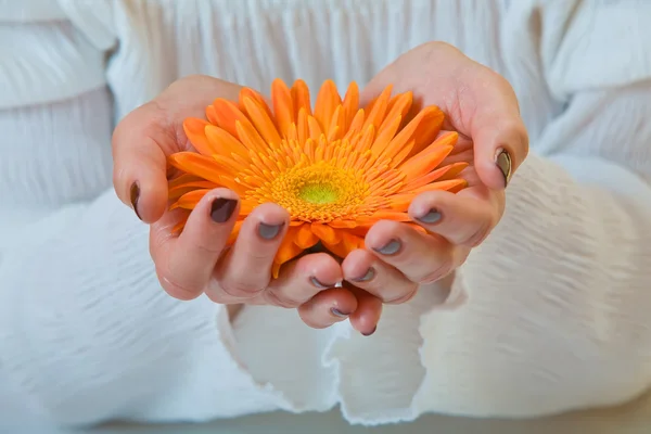 Drží gerbera. — Stock fotografie