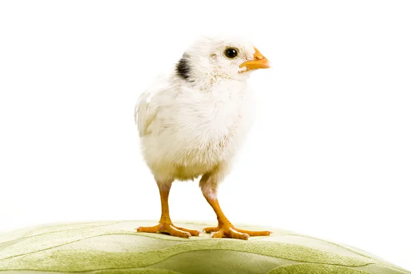 Vita baby kyckling titta till höger — Stockfoto