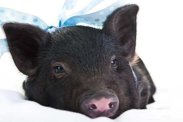 Cerdo somnoliento —  Fotos de Stock