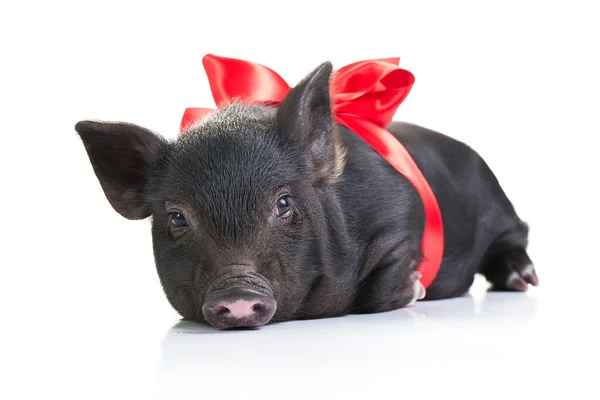 La vida de un cerdo —  Fotos de Stock