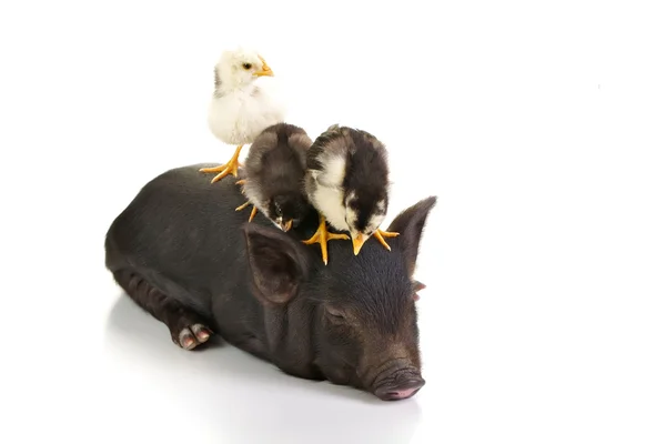 Chicks on pig — Stock Photo, Image