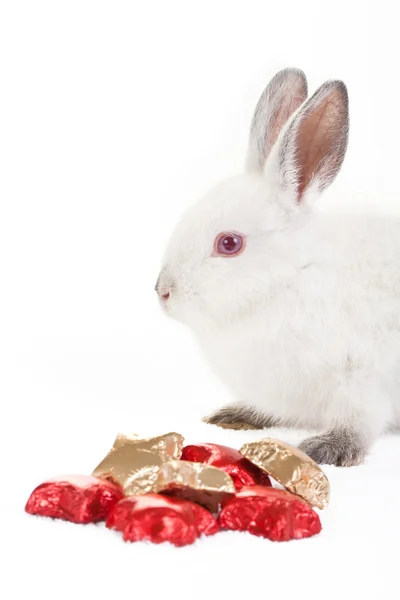 Valentine's bunny. — Stok fotoğraf