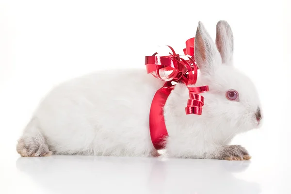 Кролик подарунок — стокове фото
