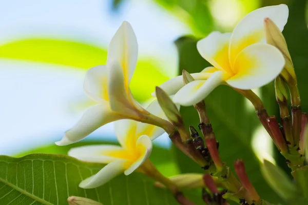 Beautiful colours — Stock Photo, Image