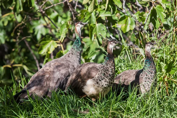 Drei Vögel — Stockfoto