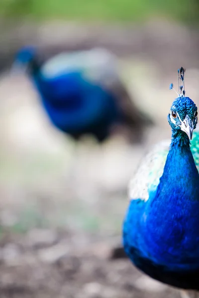 Tinten blauw — Stockfoto