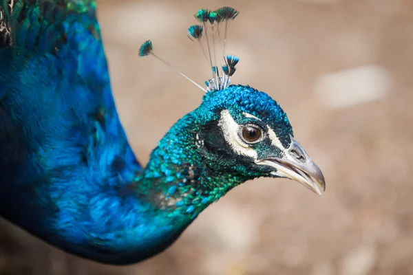 Pfau — Stockfoto