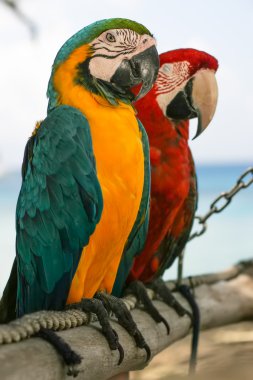 parot göz