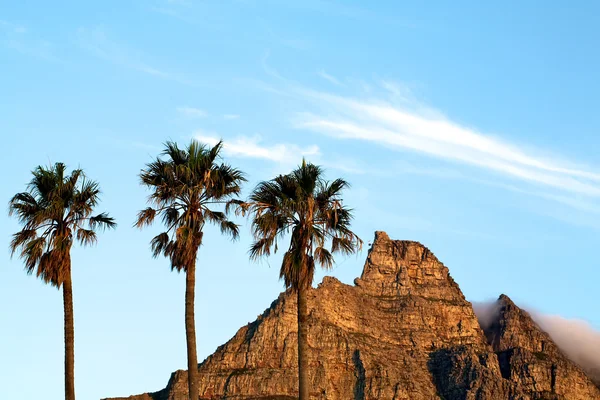 Palm Trees. — Stock Photo, Image