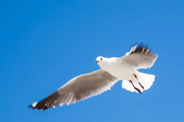 Seagull — Stock Photo, Image