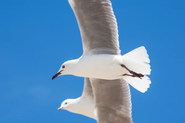 Gaivota — Fotografia de Stock