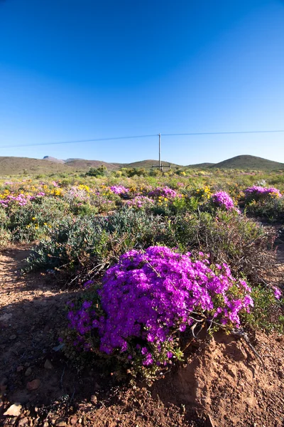 Flowers in the field — Stock Photo, Image