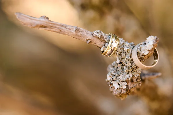 Anneaux de mariage sur une branche — Photo