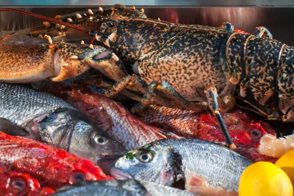 Peixe. — Fotografia de Stock