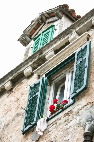 Malvenblüten — Stockfoto