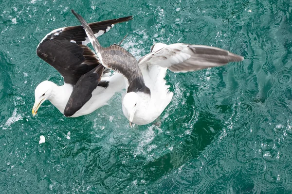 Duas gaivotas — Fotografia de Stock