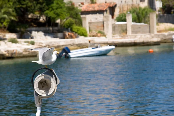 Sitting seagull — Stock Photo, Image