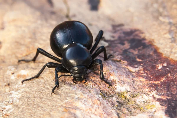 Beetle — Stock Photo, Image