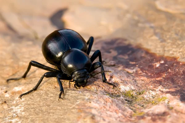 Dung Beetle — Stock Photo, Image