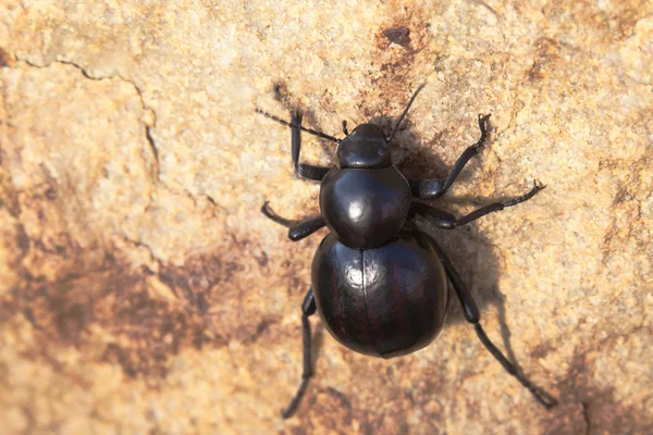 Dung buggie — Stock Photo, Image