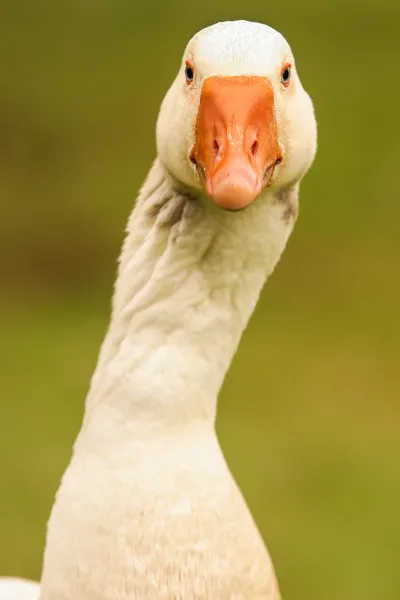 Gęś Obrazy Stockowe bez tantiem