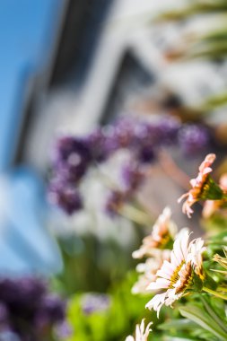 dışarı bakmak çiçekleri