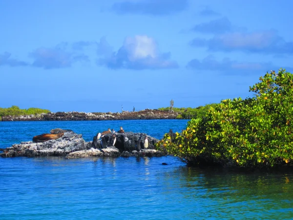 Galapagos-Natur lizenzfreie Stockfotos
