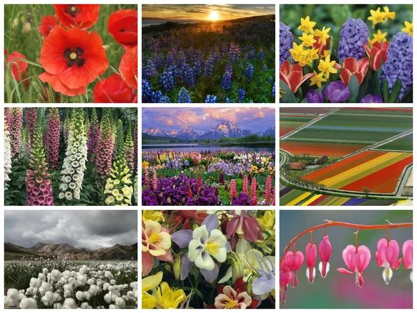 Collage-Blumen lizenzfreie Stockfotos