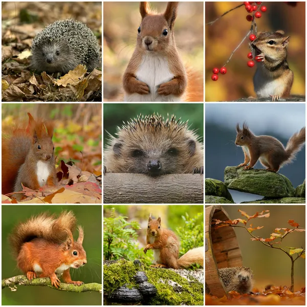 Collage Eichhörnchen und Igel Stockbild