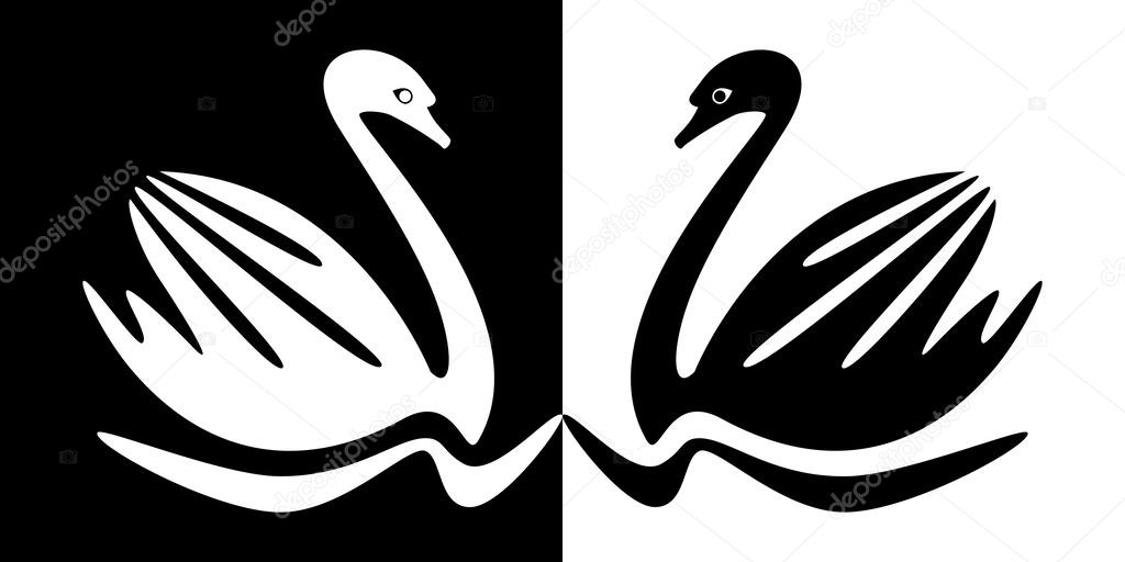 Swans in black and white.