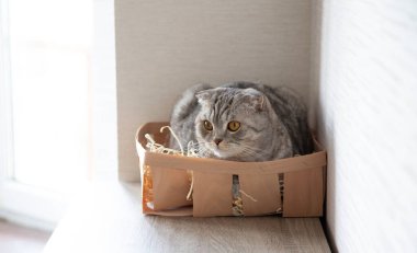 Tahta kutuda oturan sevimli kedi.