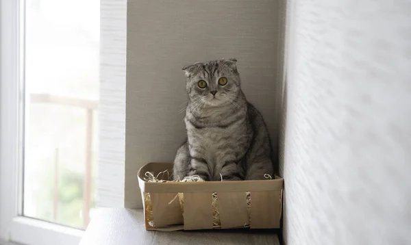 Tahta kutuda oturan sevimli kedi.