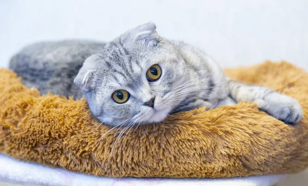 Yatağında sevimli bir kedi var.